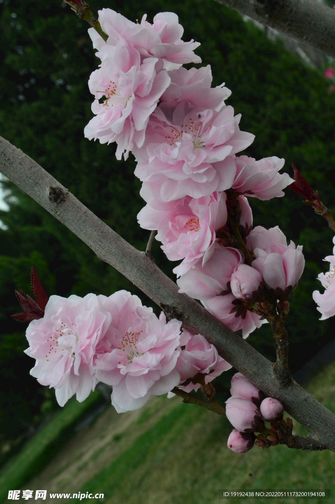 碧桃花 