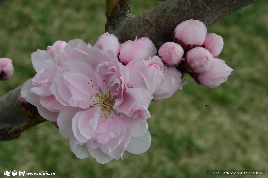碧桃花
