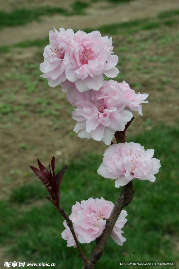 碧桃花