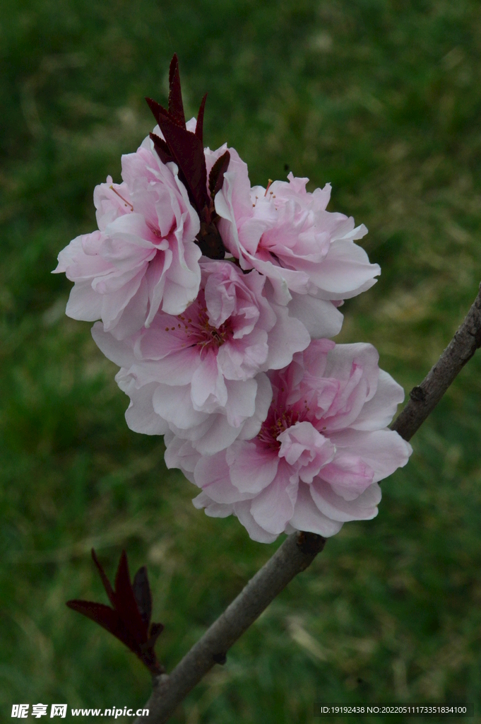 碧桃花