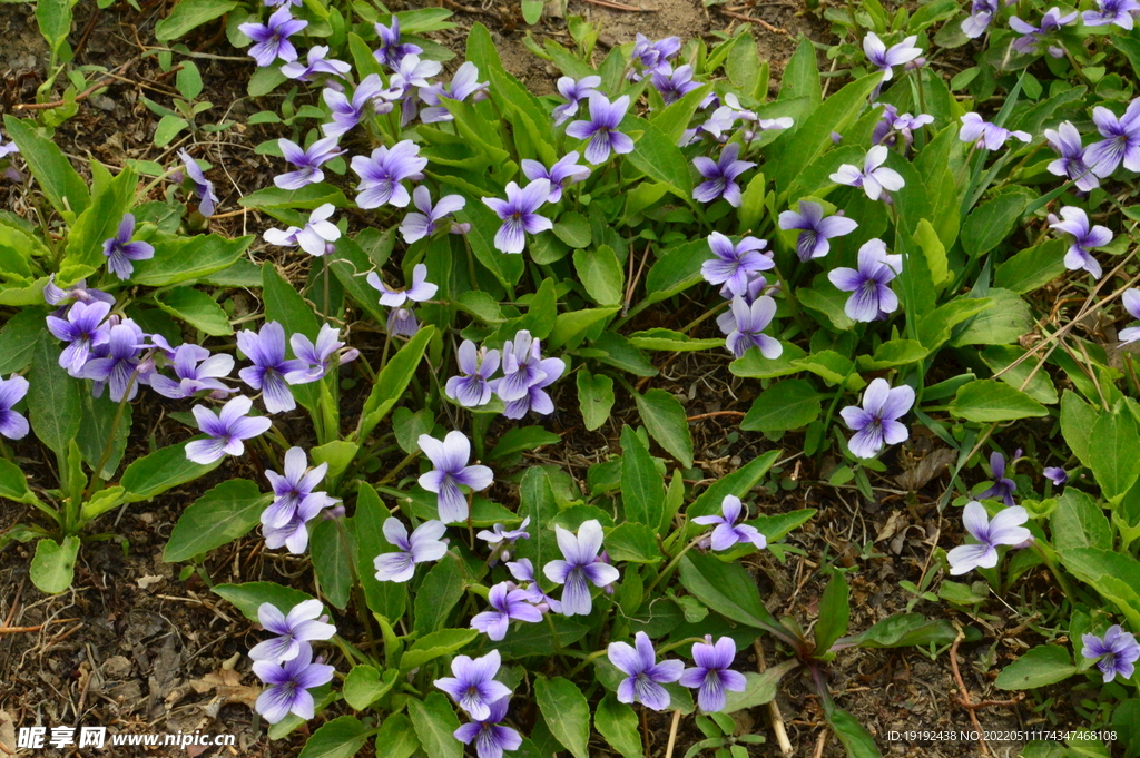 紫花地丁