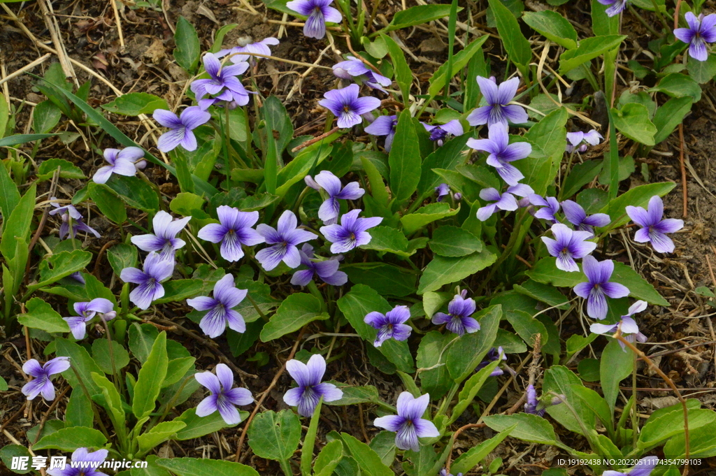 紫花地丁 