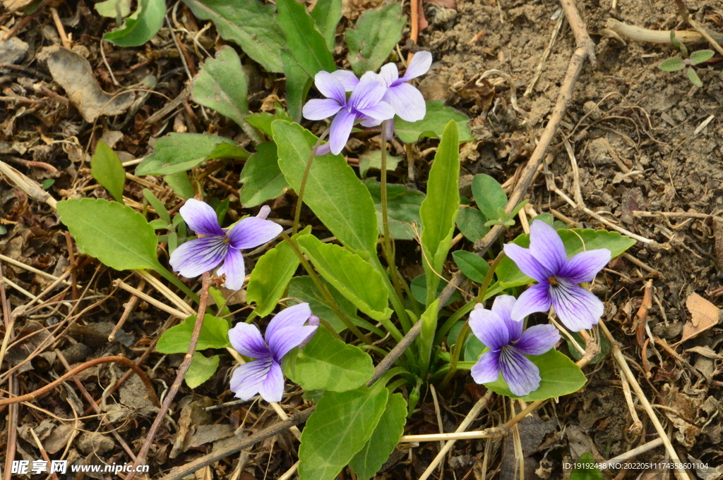 紫花地丁 