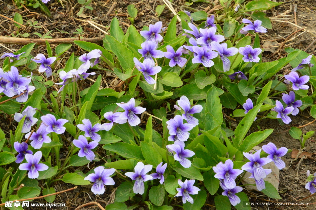 紫花地丁 