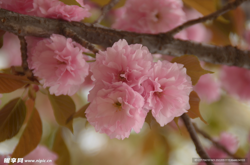 樱花