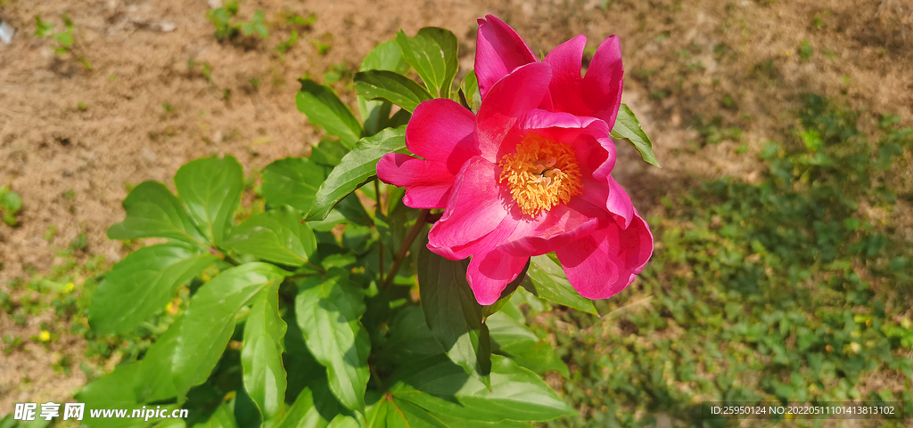 红芍药