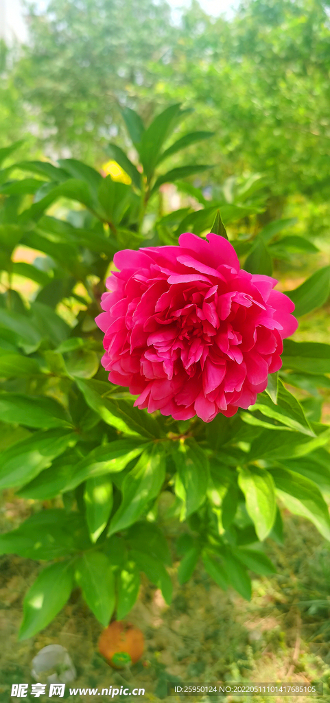 红芍药