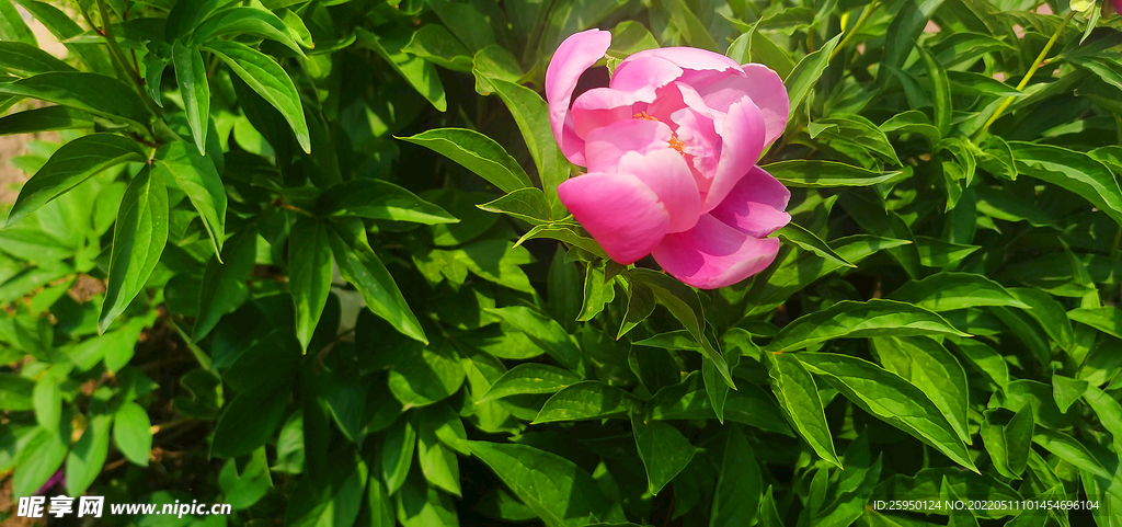 芍药花