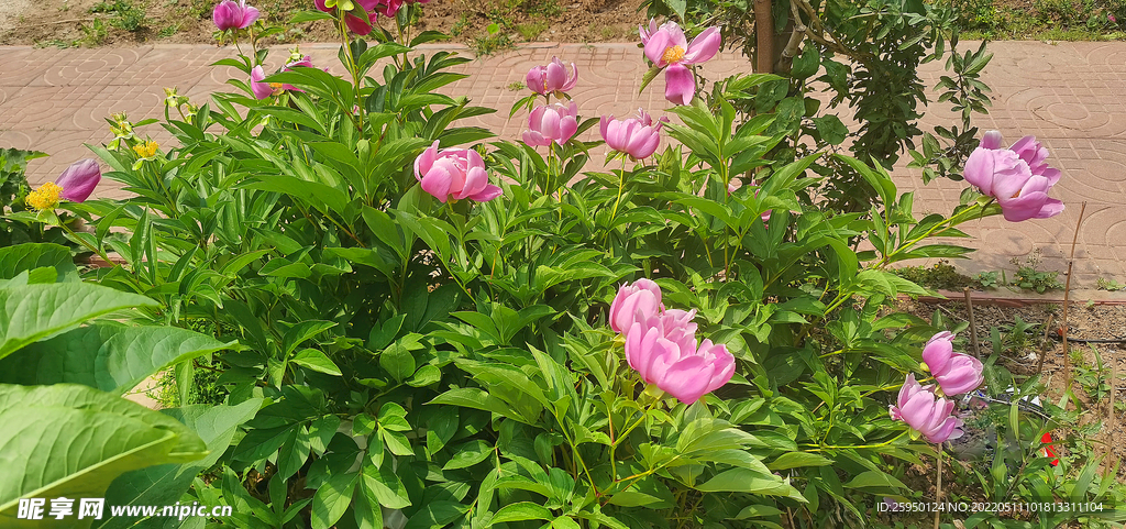 芍药花儿