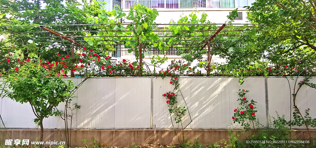 墙角红玫瑰