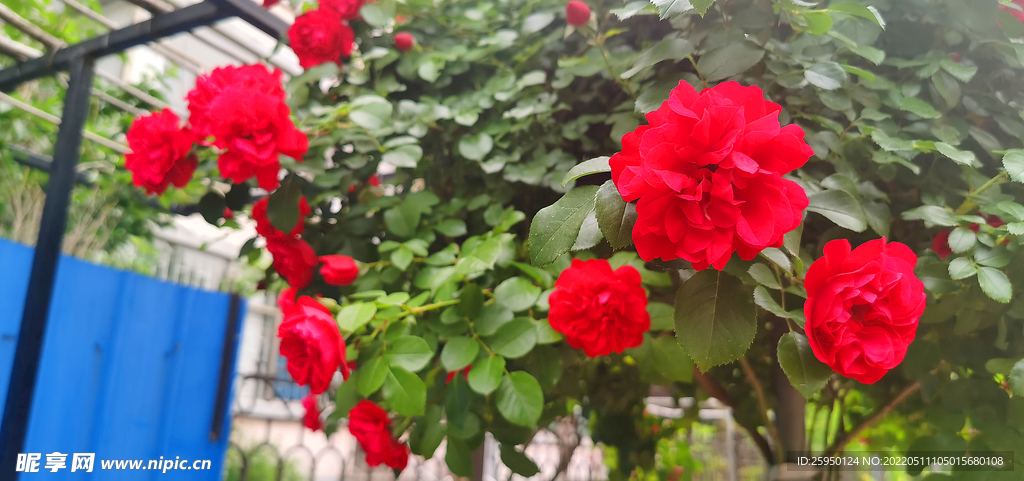 红玫瑰