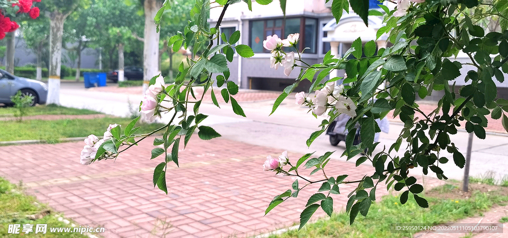 白玫瑰