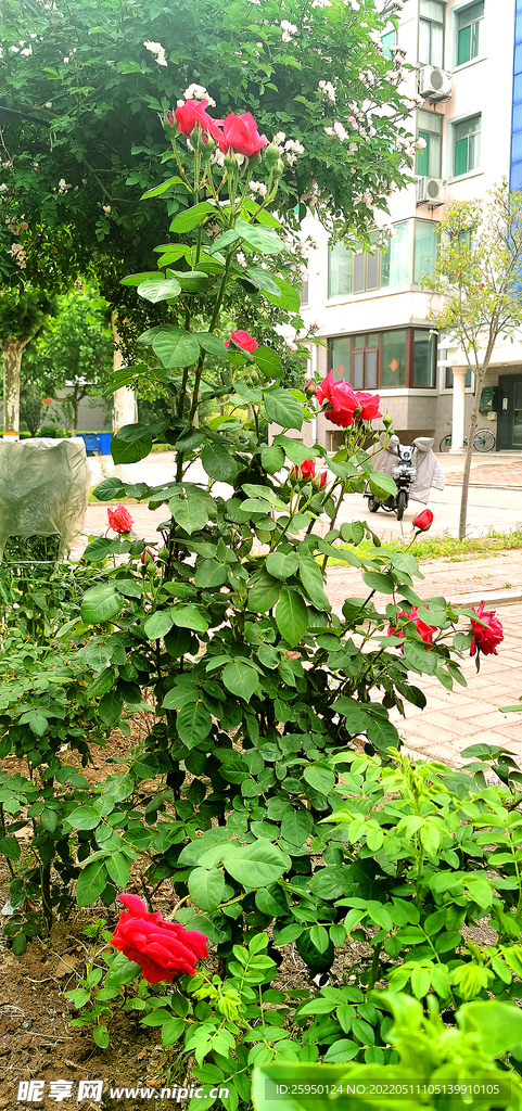 红玫瑰