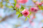 春天粉红色的浪漫唯美桃花高清摄