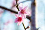 在春天里绽放的粉色浪漫桃花花瓣