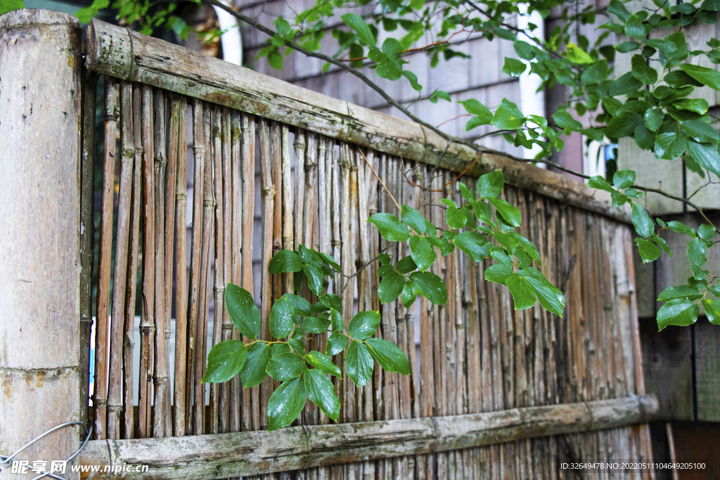 竹子墙绿植摄影