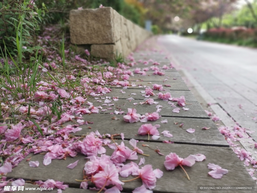 樱花雨