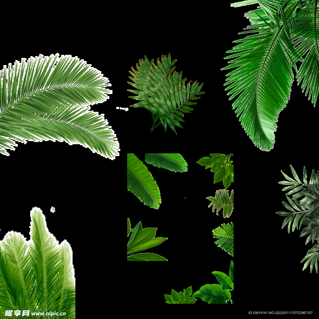 绿植透明