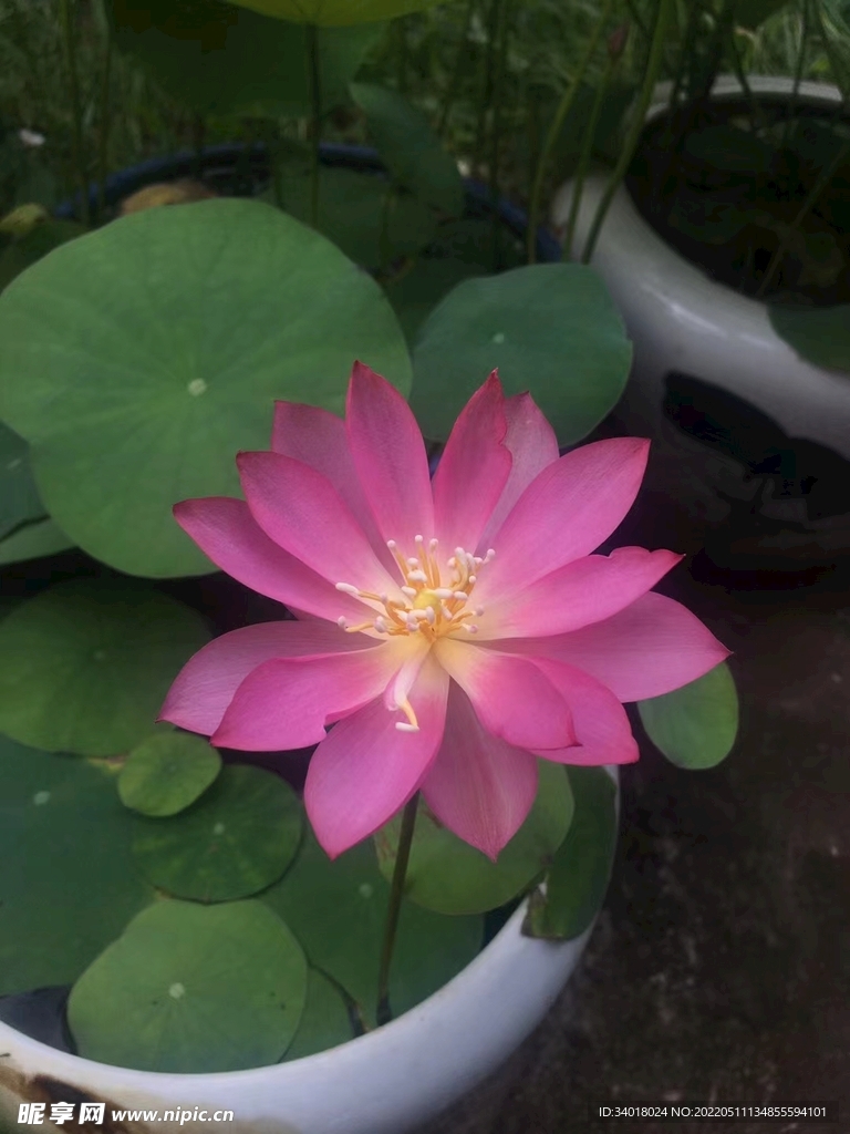 荷