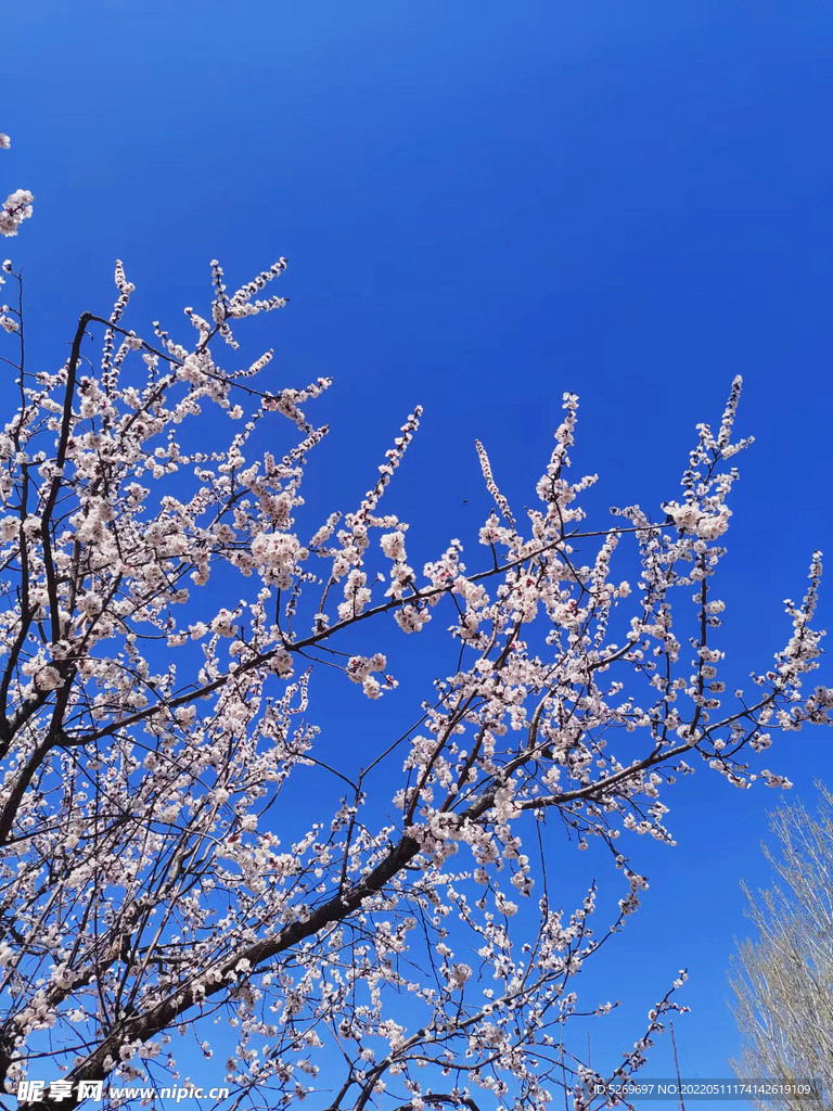 杏花