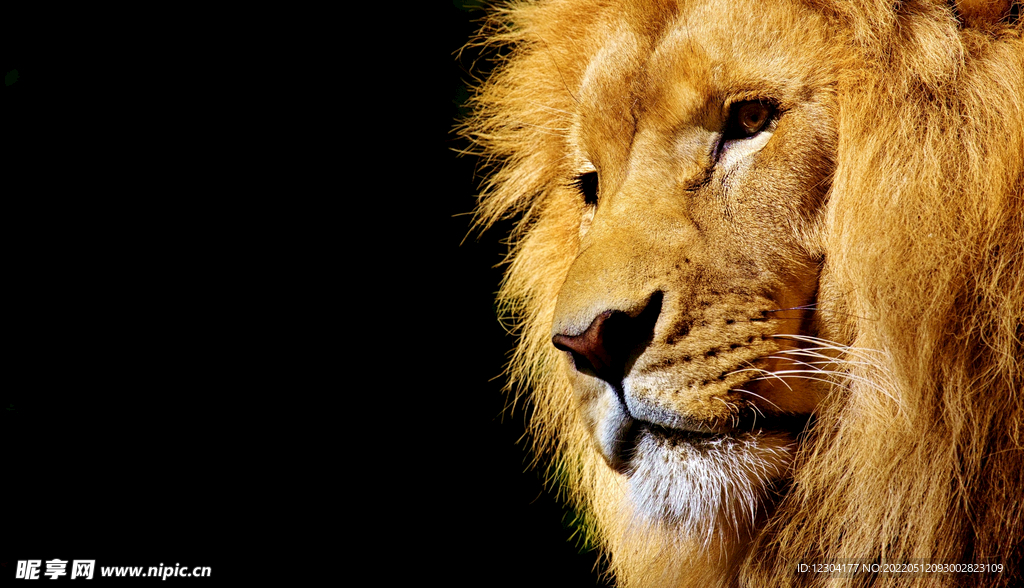 狮子 