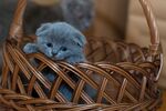 小猫