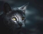 猫 
