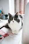 宠物猫 
