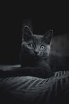 黑猫