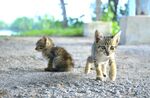 小猫