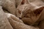 咖啡猫