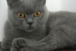 灰猫