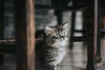 猫 