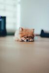 小猫猫