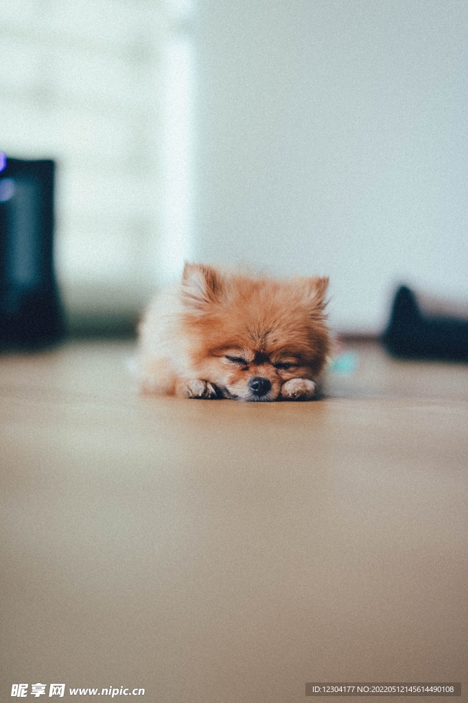 小猫猫
