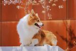 狗 