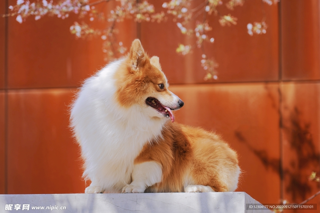 狗 