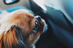 犬