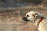 犬