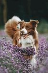 犬