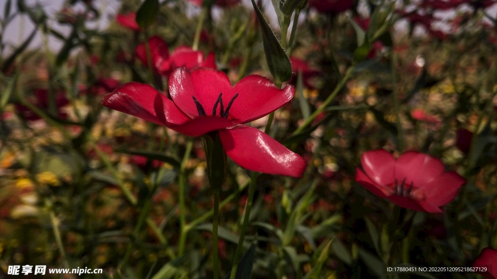 花卉