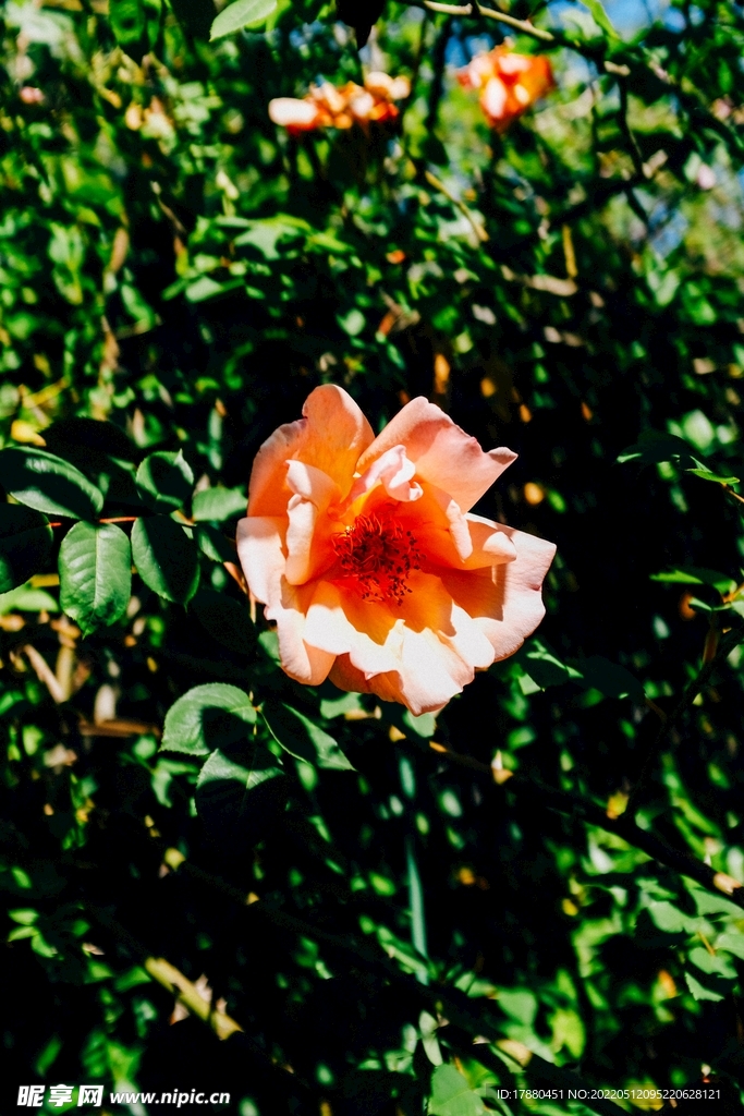 花卉 