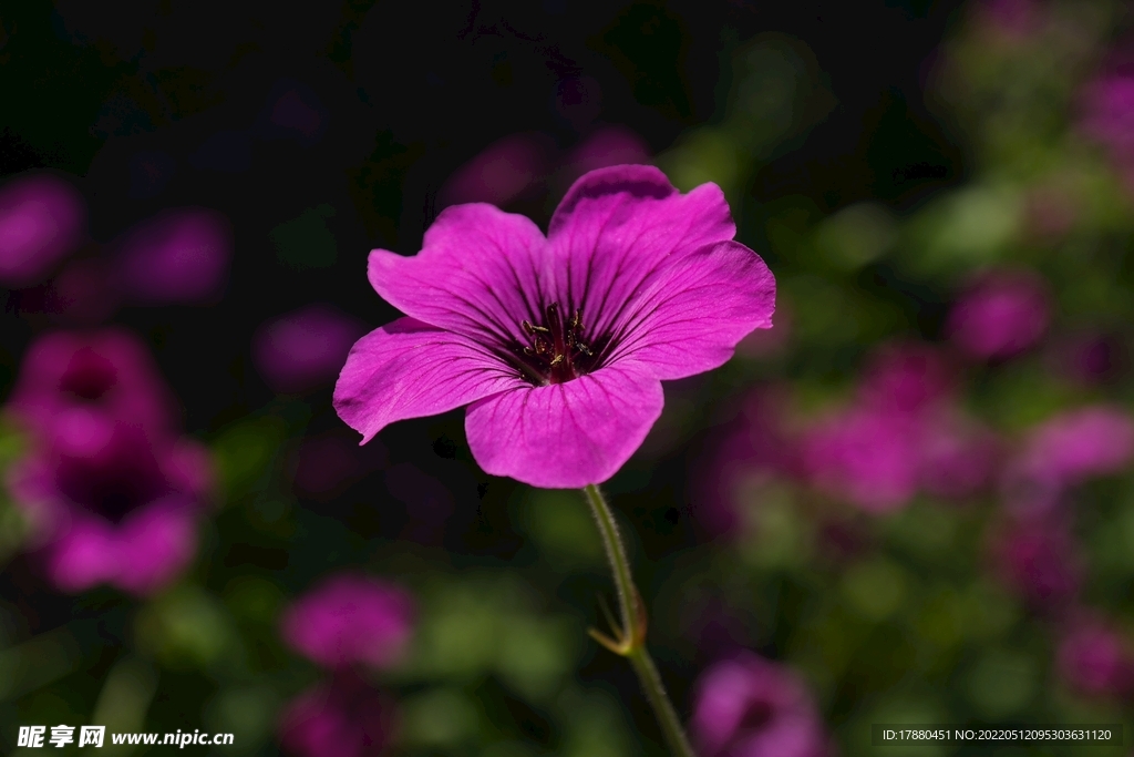 花卉 