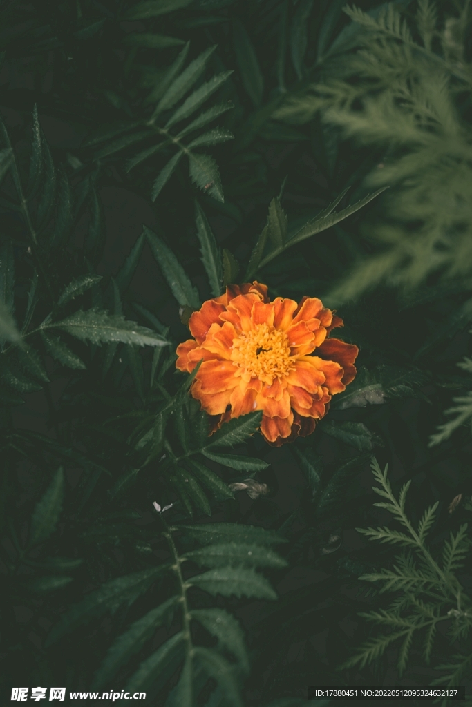 万寿菊