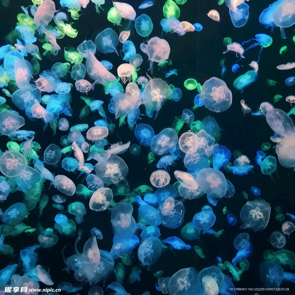水母