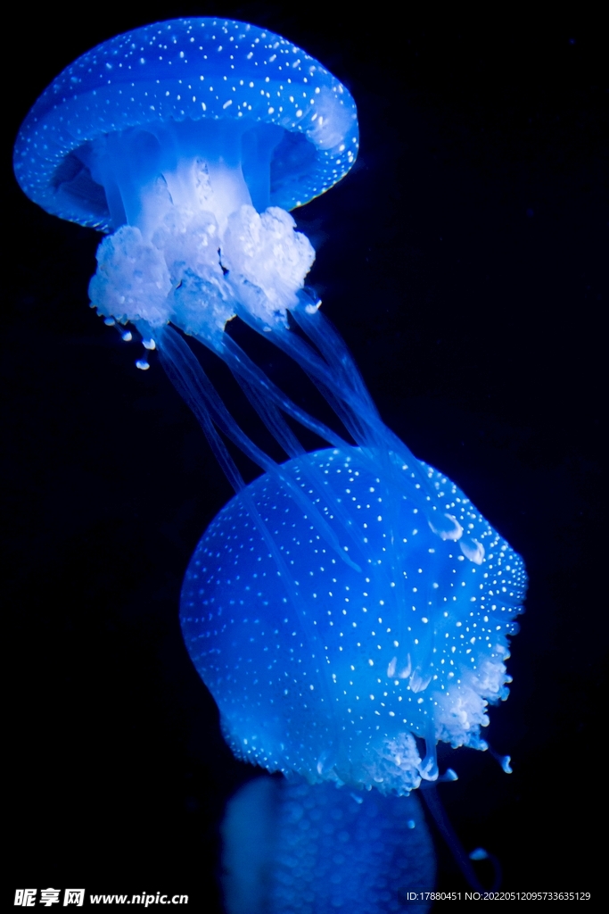 水母