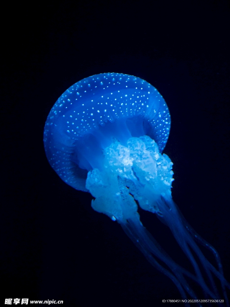 水母
