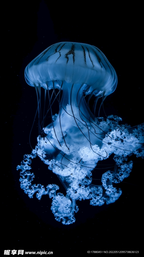 水母