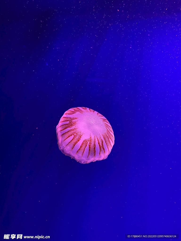 水母