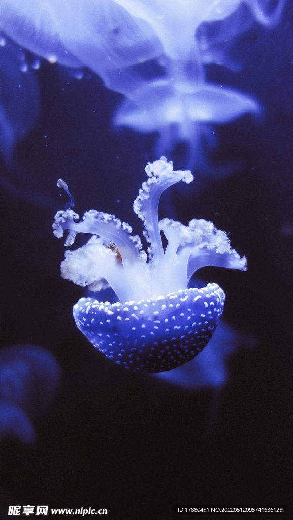 水母